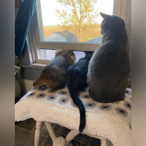 Meet your Posher, Li - Picture 3 of 12